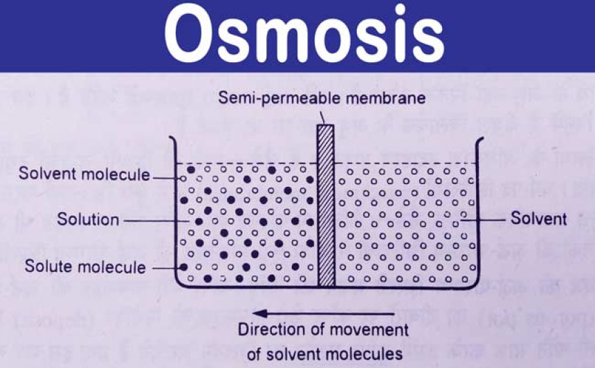 What is Osmosis?