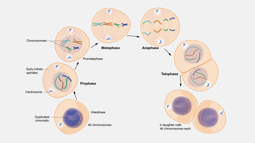 What is Mitosis?